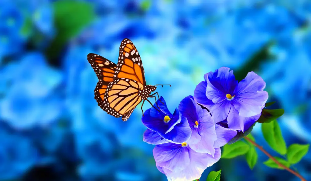 Beautiful butterfly on blue flowers.