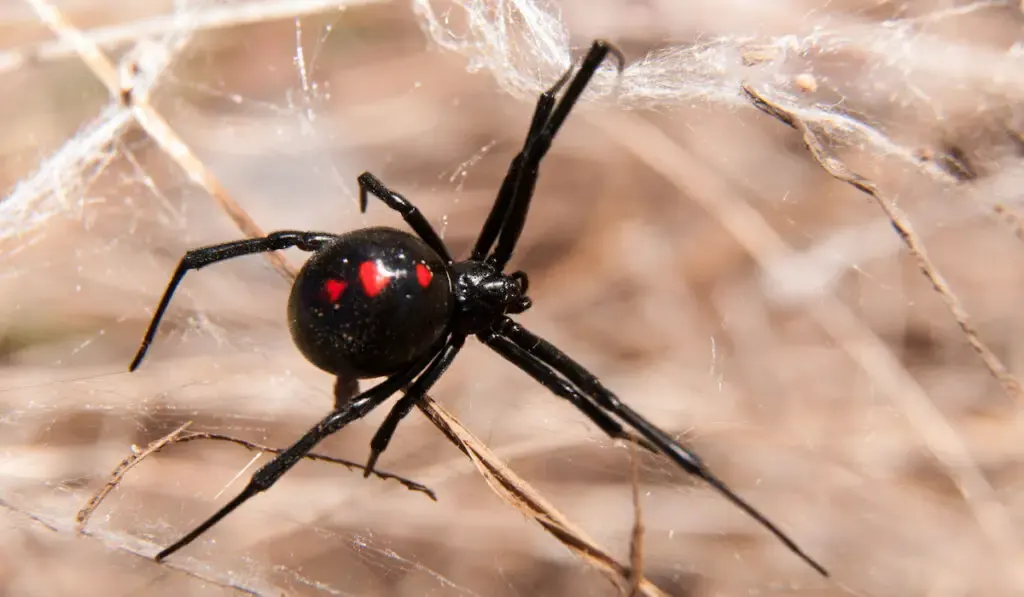 Black Widow Spider (Lactrodectus mactans) outdoors on a web