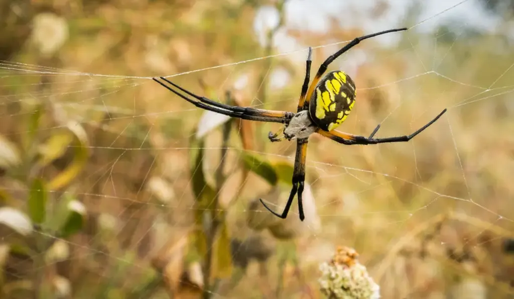 Black and yellow Large female garden spider (Argiope aurantia) on web outdoor