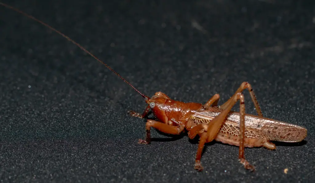 Borneo brown grasshopper with dark background

