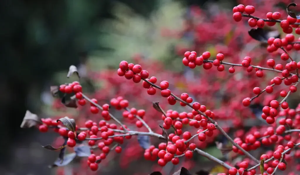 Bright red winterberries (ilex verticillata) on bare branches