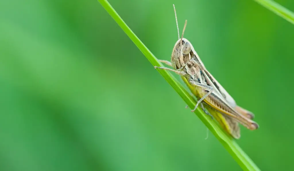 Brown Grasshopper on a blade of grass

