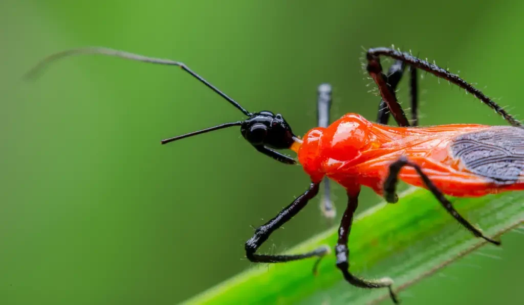 Close up of red assassin bug nymph in nature
