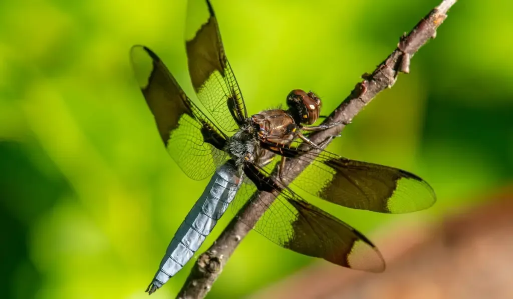 Common Whitetail dragonfly 