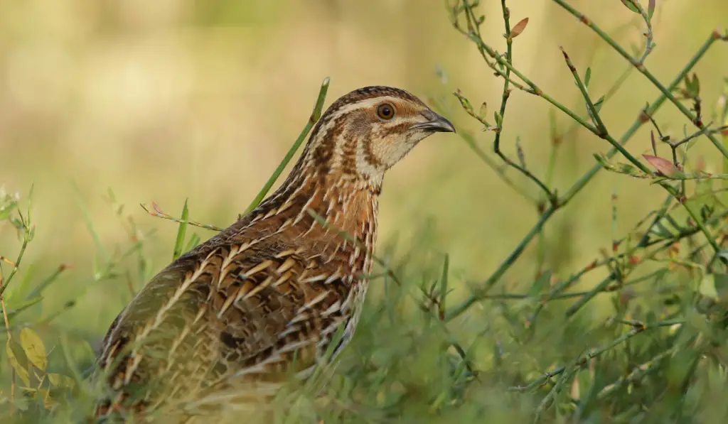 Common quail bird

