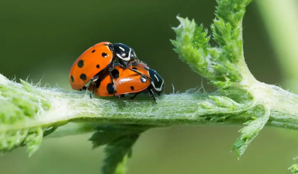 Convergent Lady Beetles