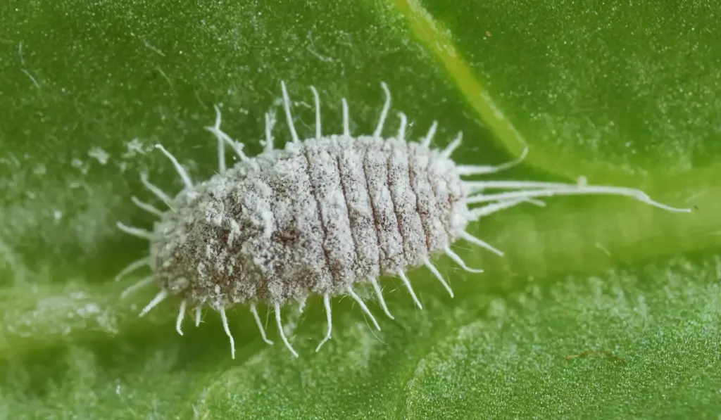 Extreme closeup of a long-tailed mealybug