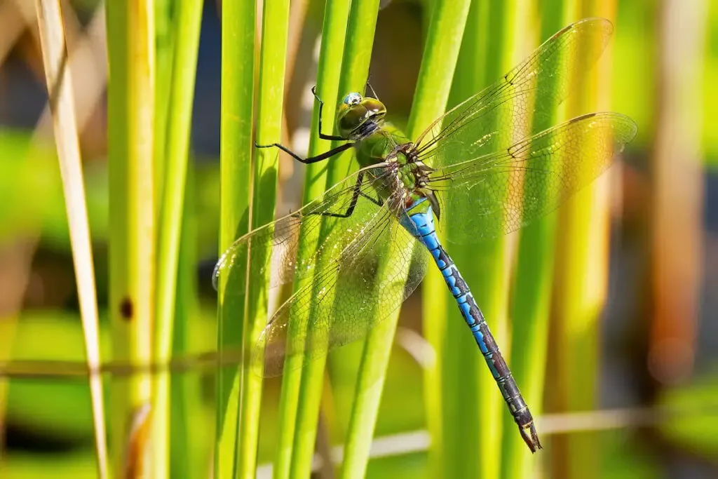 Female Green Darner Dragonfly 