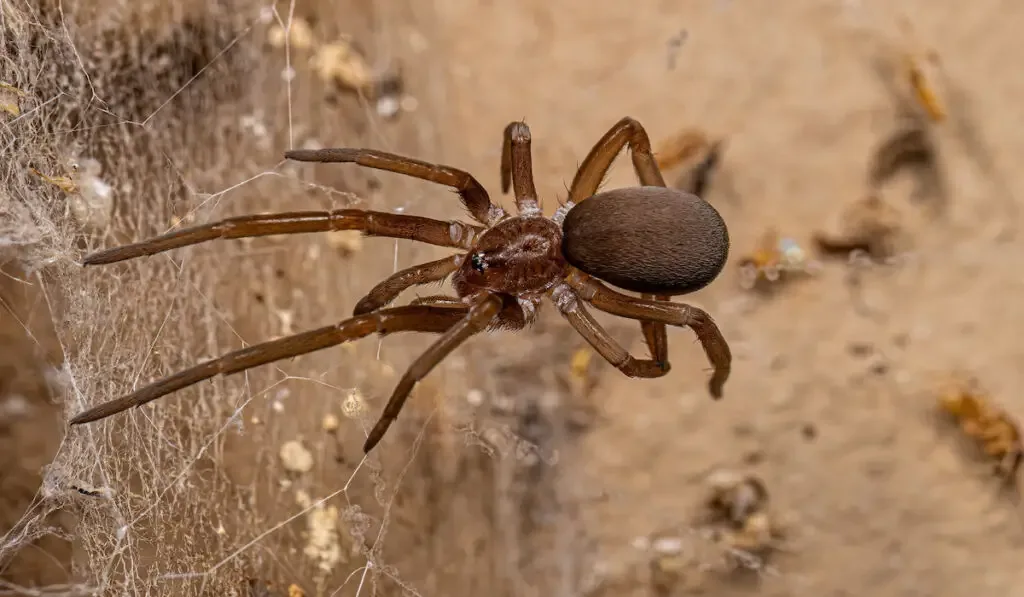 Female Southern House Spider (Kukulcania hibernalis) on its web