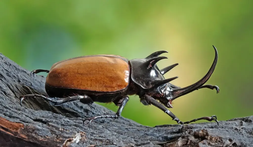 Five-horned rhinoceros beetle