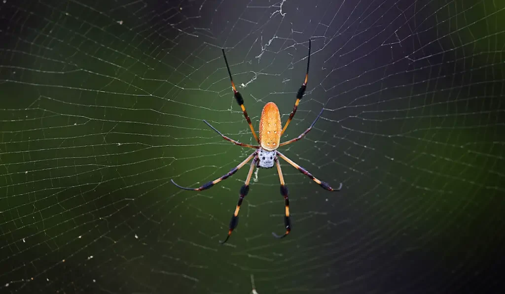 Golden Silk Orb Weaver on web on dark nature background