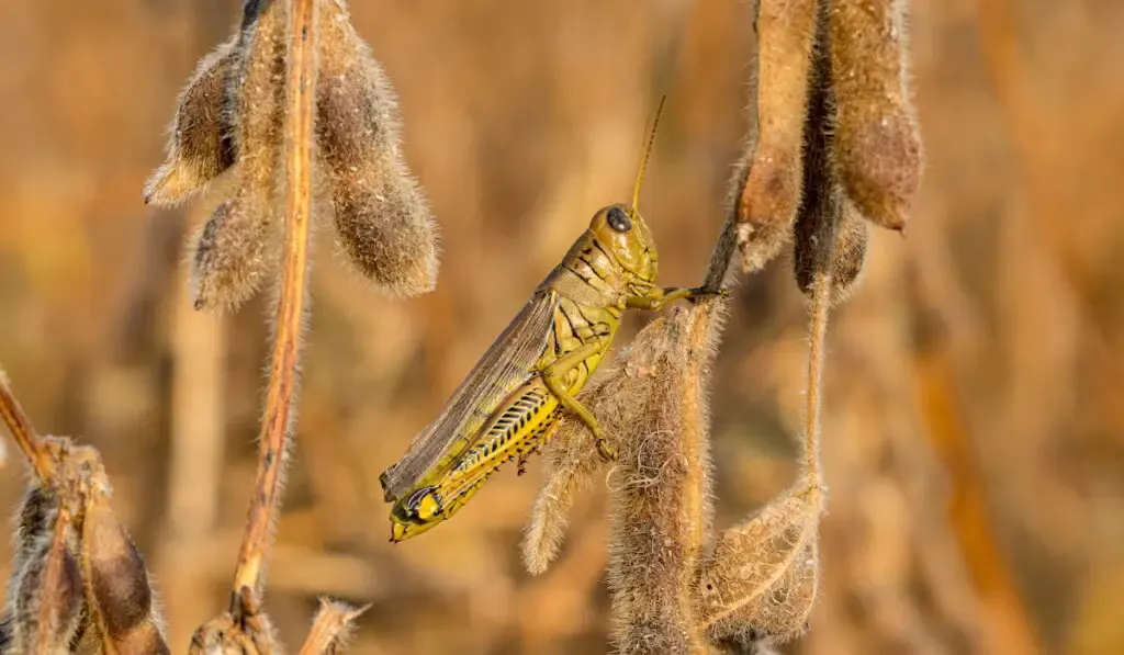 Grasshopper on soybean plant