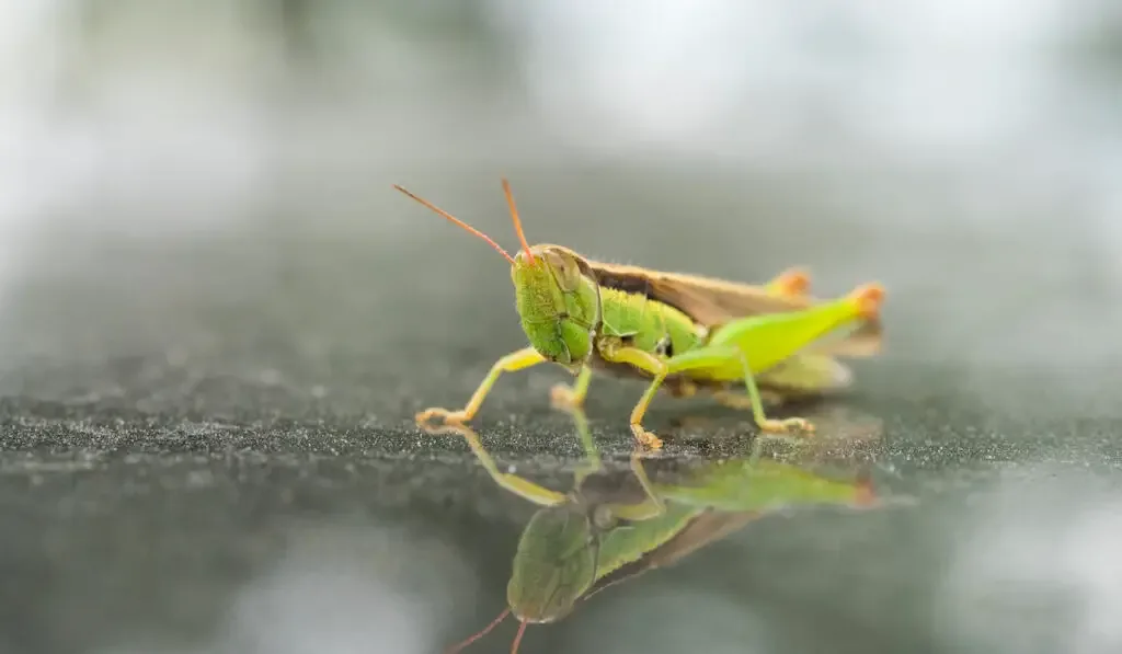 Green Bird Grasshopper on the ground reflecting itself from the water
