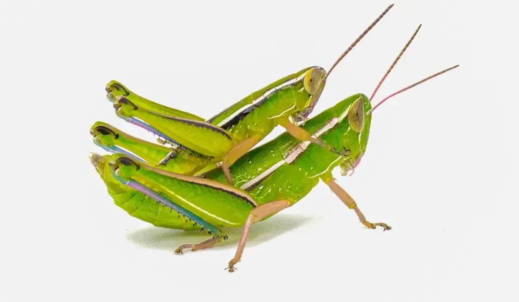 Green Grasshopper paired up and mating, isolated on white background. Male and female
