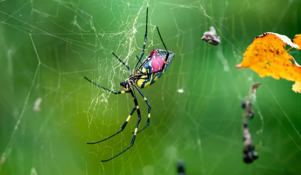 Joro spider with pink back in a Japanese forest park