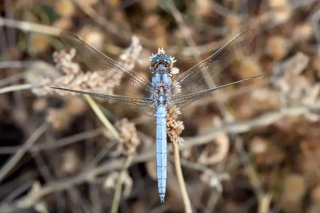 Keeled Skimmer dragonfly 