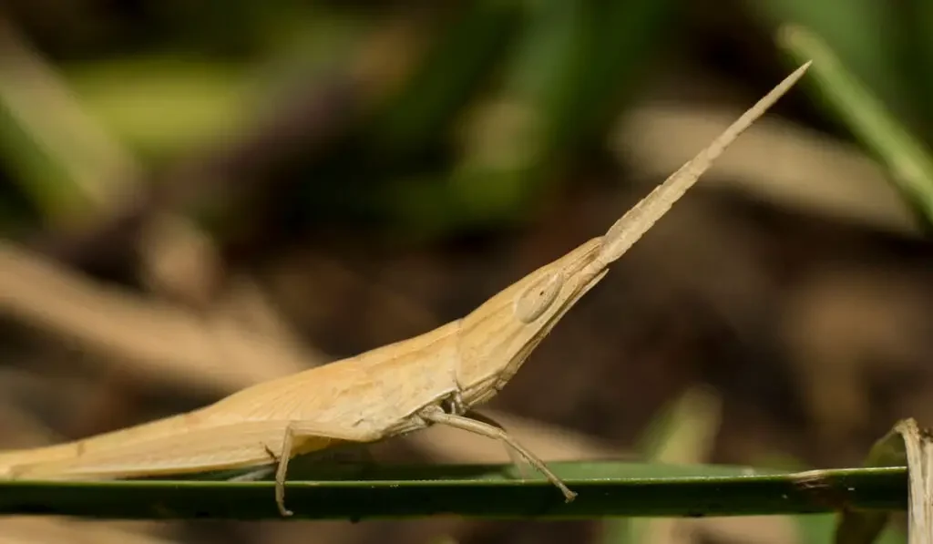 Long-headed Toothpick Grasshopper on the plant in the garden