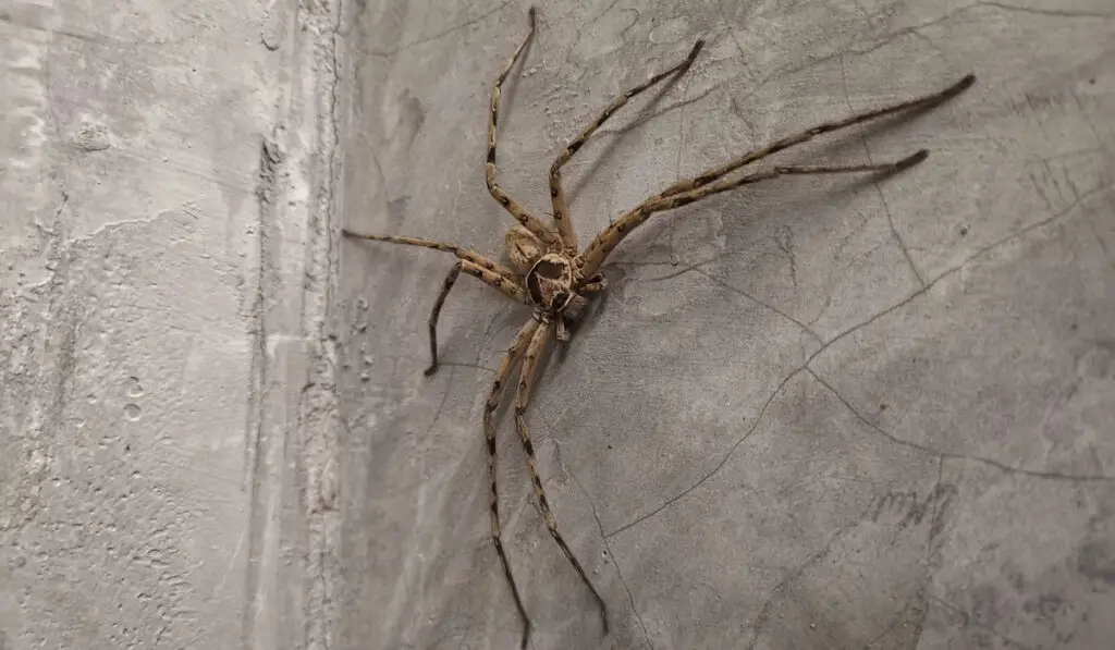 Pantropical Huntsman Spider (Hetaropoda venatoria) on a concrete wall