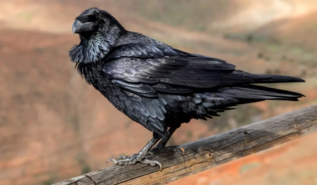 Raven close up, black Raven bird
