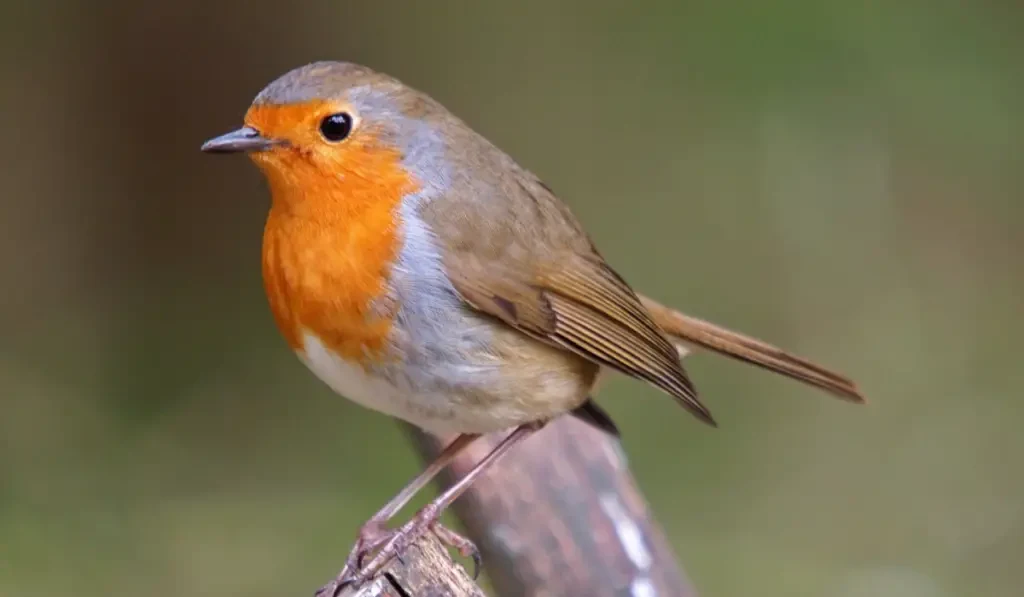 Robin