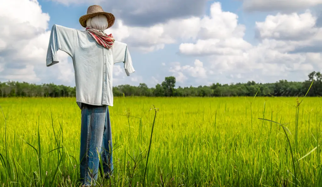 Scarecrow strawman in the rice field
