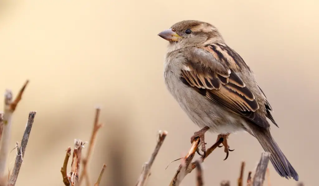 Sparrow bird perched on tree branch