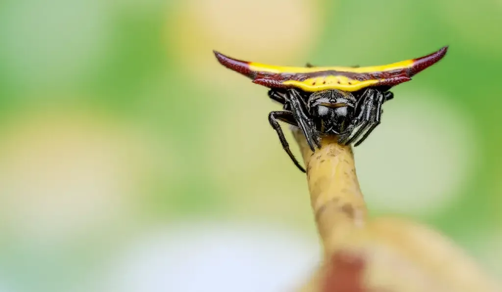 Spiny orb weaver with yellow color on the back stay on branch of leaf
