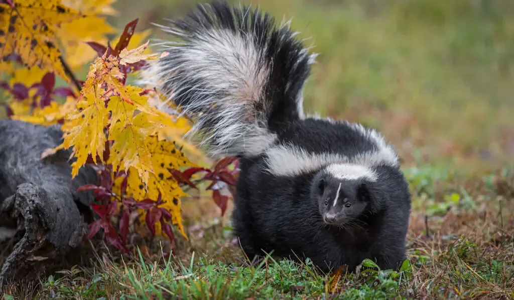 Striped Skunk (Mephitis mephitis) Turns Left Tail Up Autumn