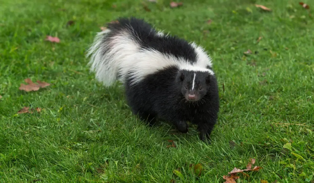 Striped Skunk (Mephitis mephitis) walking in the garden