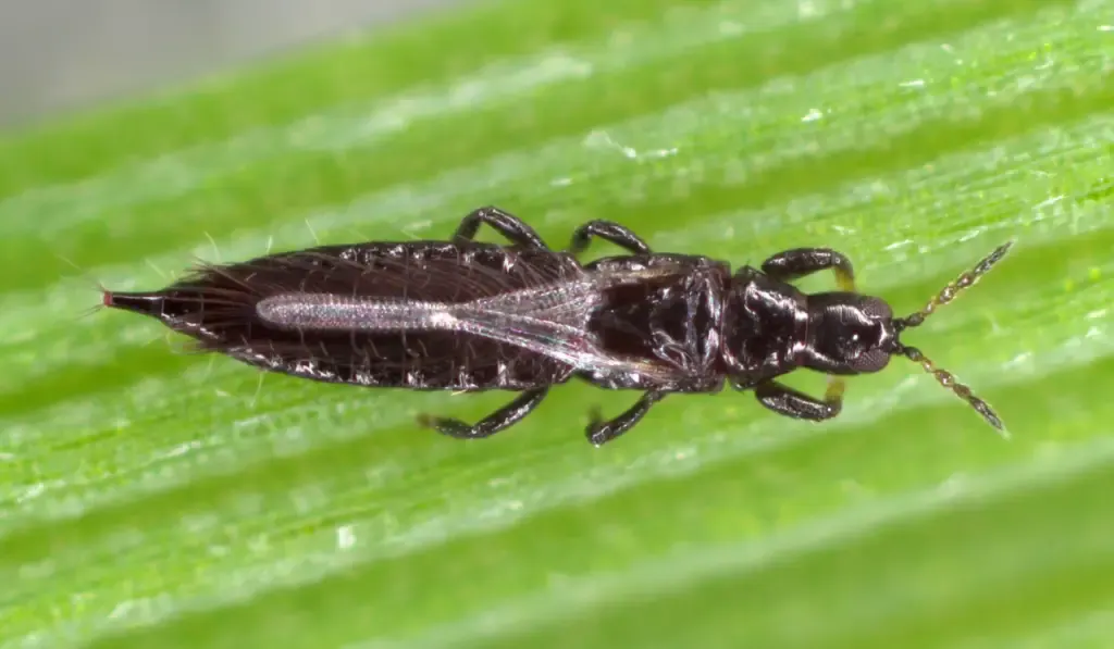 Thrips Thysanoptera on a leaf of cereals