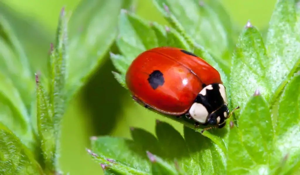 Two Spotted Ladybug 