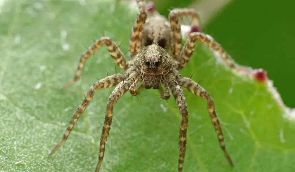 Wolf spider sitting on a leaf