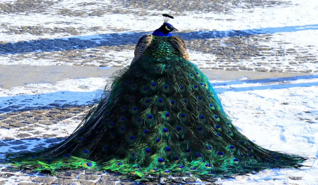 beautiful blue peacock is sitting in the park in the snow