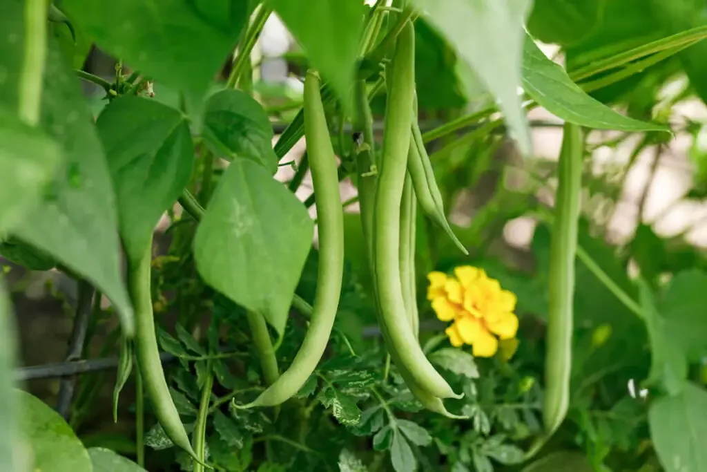 bush snap green beans growing in a garden 