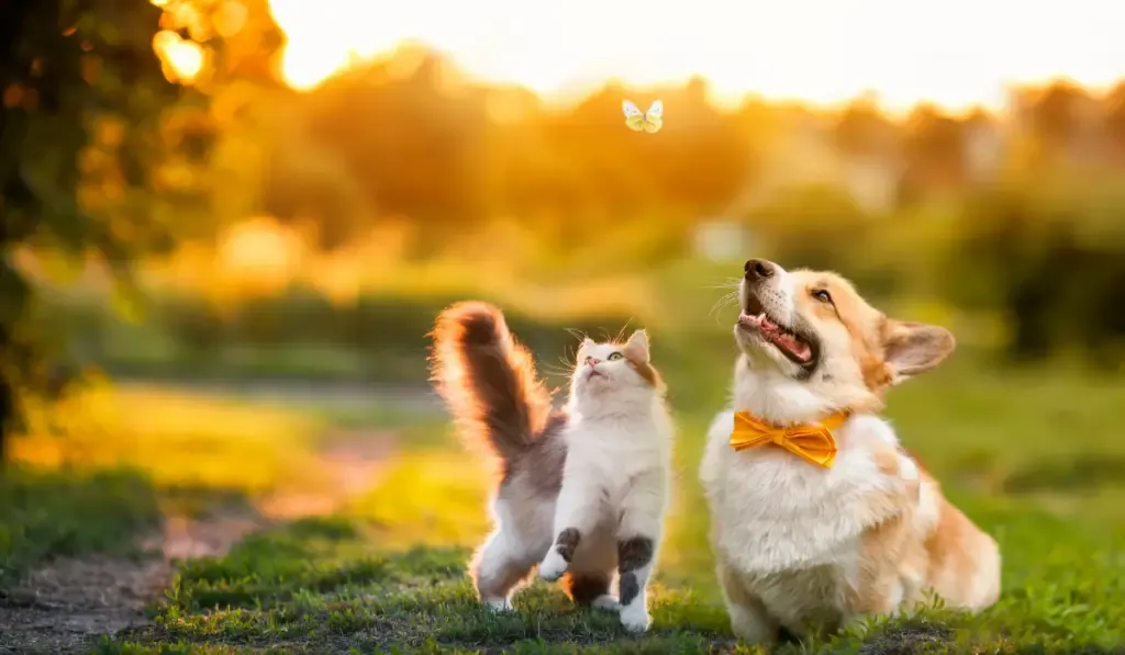 cute fluffy friends a cat and a dog catch a flying butterfly in a sunny summer garden
