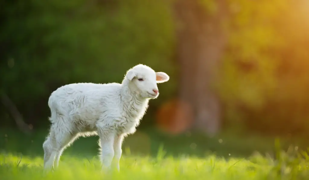 cute little lamb on fresh spring green meadow during sunrise
