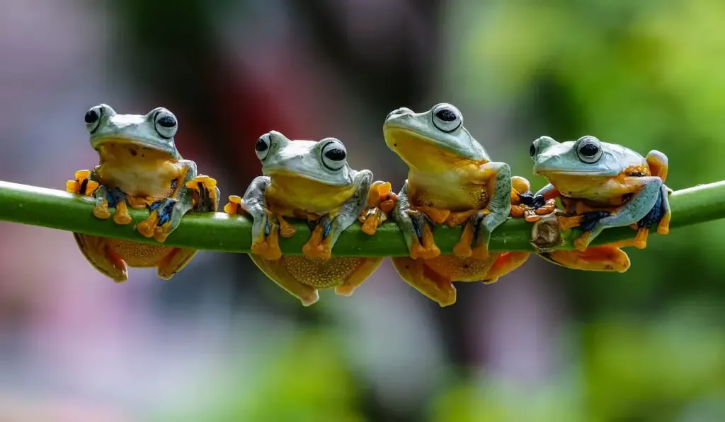 four little frogs