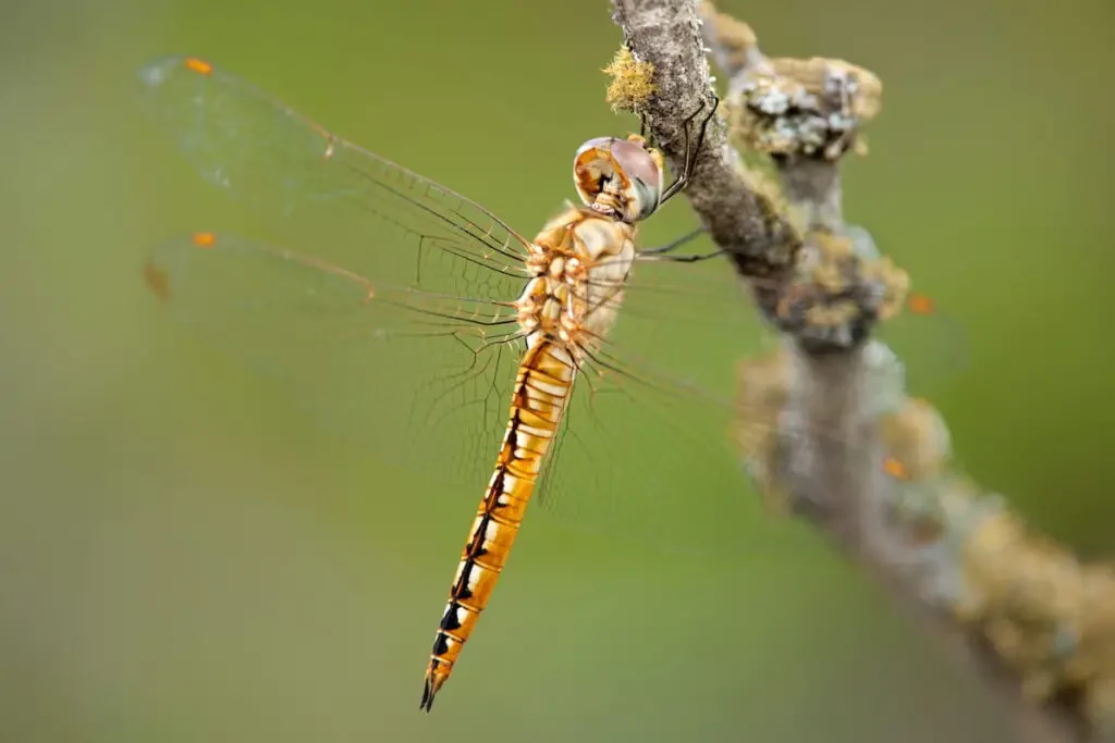 glider dragonfly 