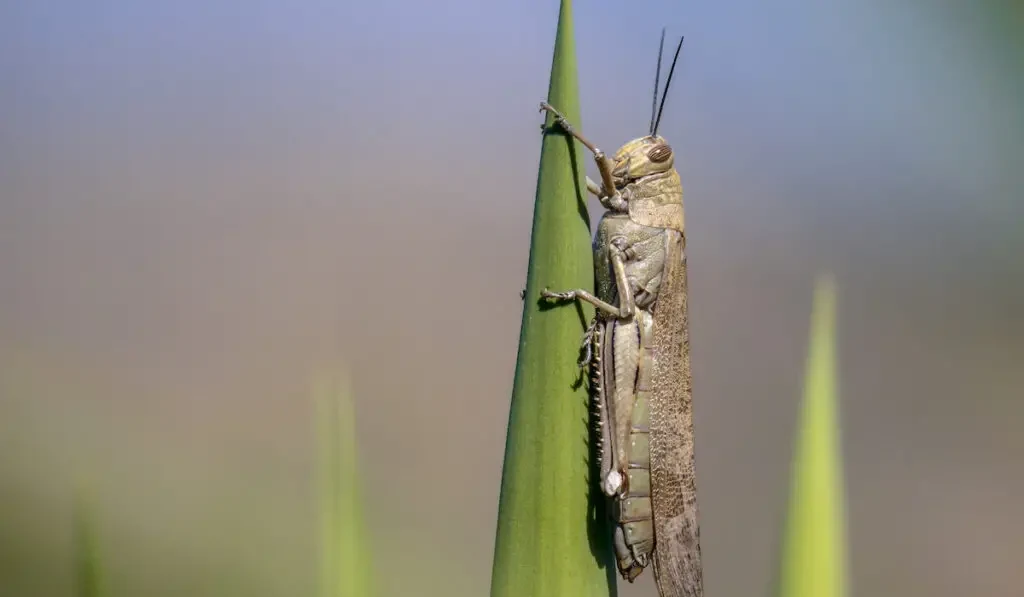 locust (Locusta migratoria) perched in the sun on green plant