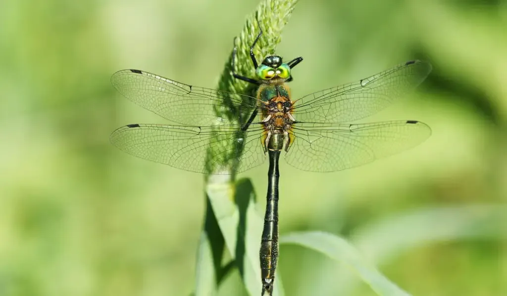 male dragonfly Downy Emerald 