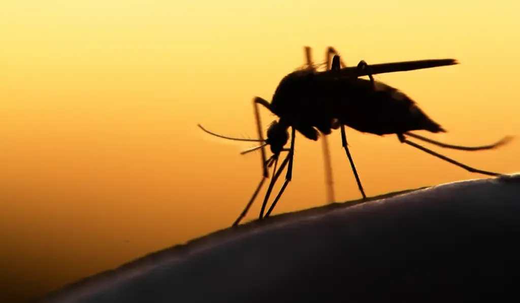 mosquito on human skin at sunset
