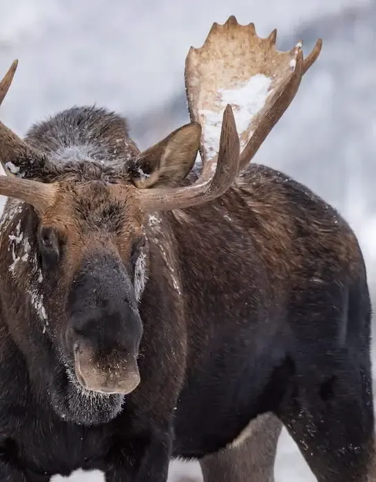 a moose in the winter