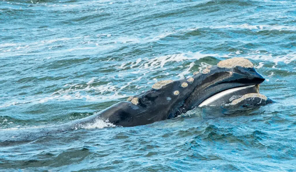 Baleen Whale surfaces its head

