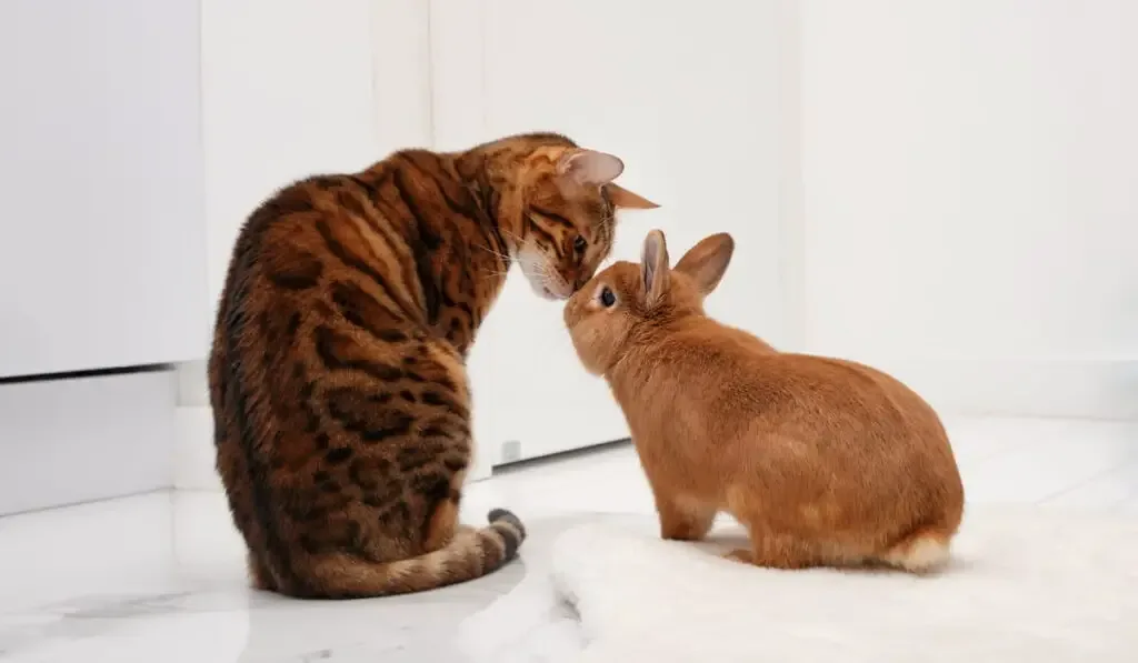 Bunny and cat 