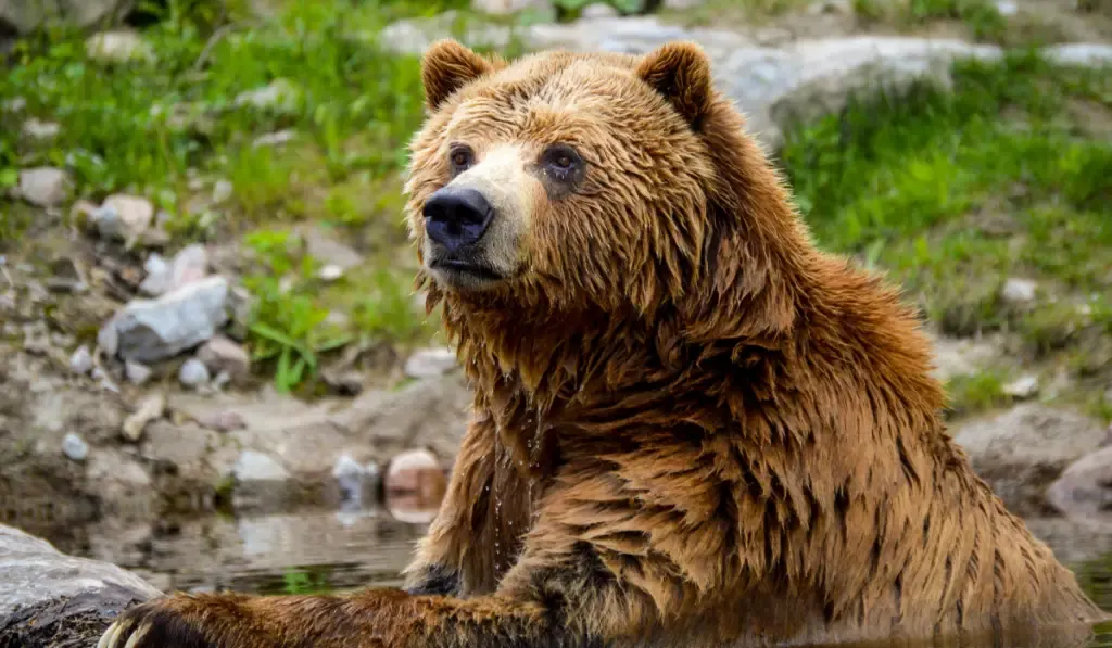 Grizzly bear swimming 
