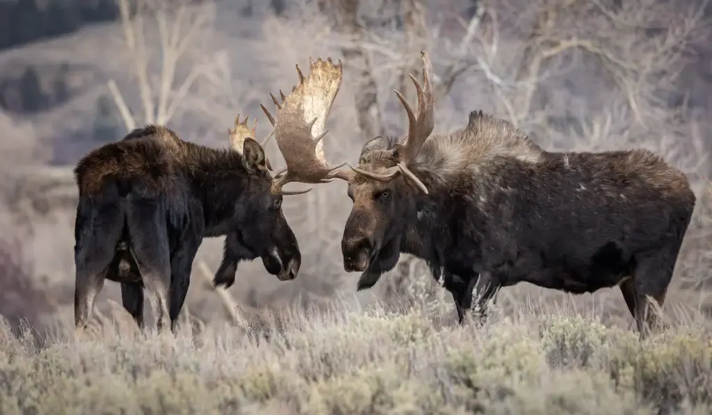 Male and female moose in National Park in Wyoming