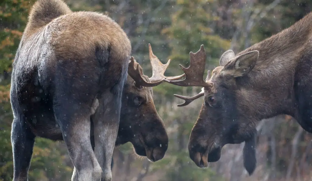 two moose out on a rain in the  forest