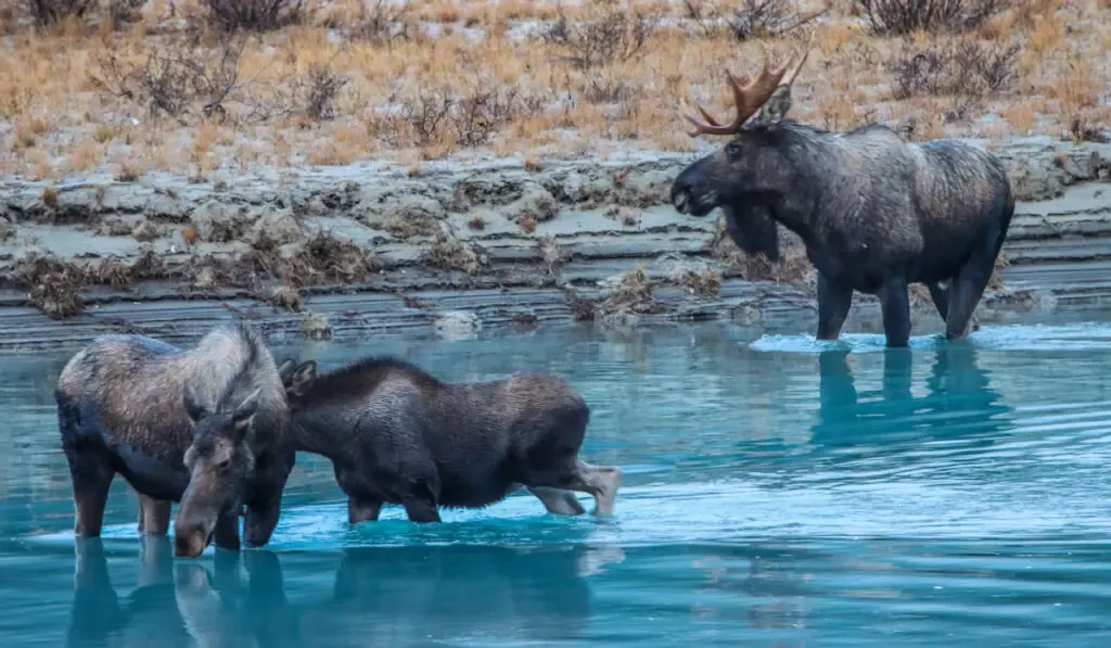 Moose famiy looking for food in the river