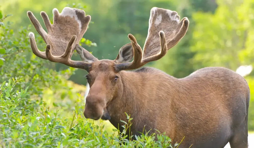 Moose in Velvet in Northern Newfoundland

