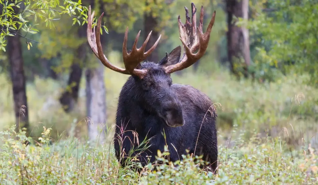 Moose in the grassfield